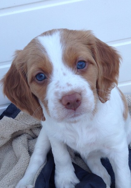 kijiji brittany spaniel